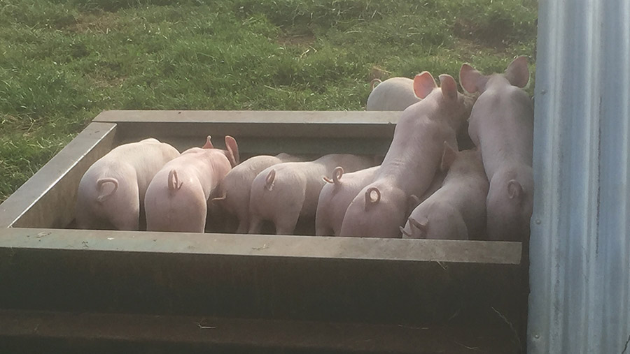 Piglets feed on creep on an outdoor pig unit in Norfolk