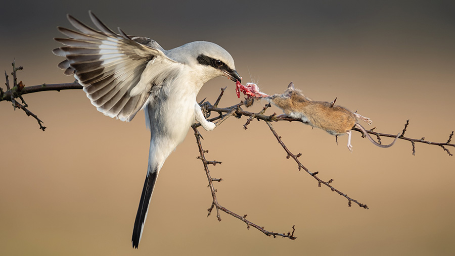 Bird feeding on the body of a mouse