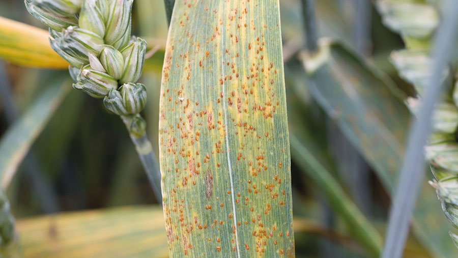 Brown rust on wheat