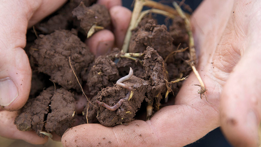 A hand holds some soil with an earthworm