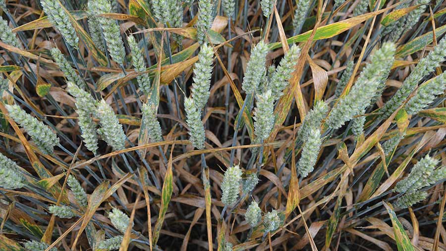 Late septoria in a wheat crop