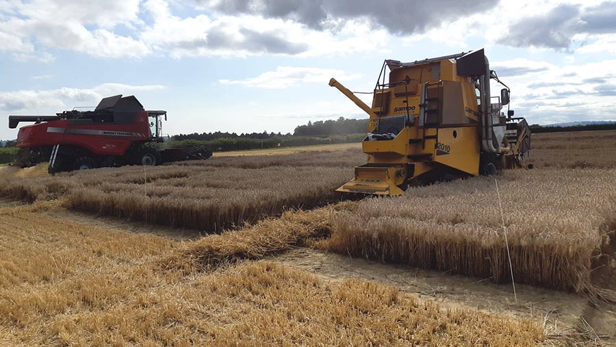 wheat harvesting