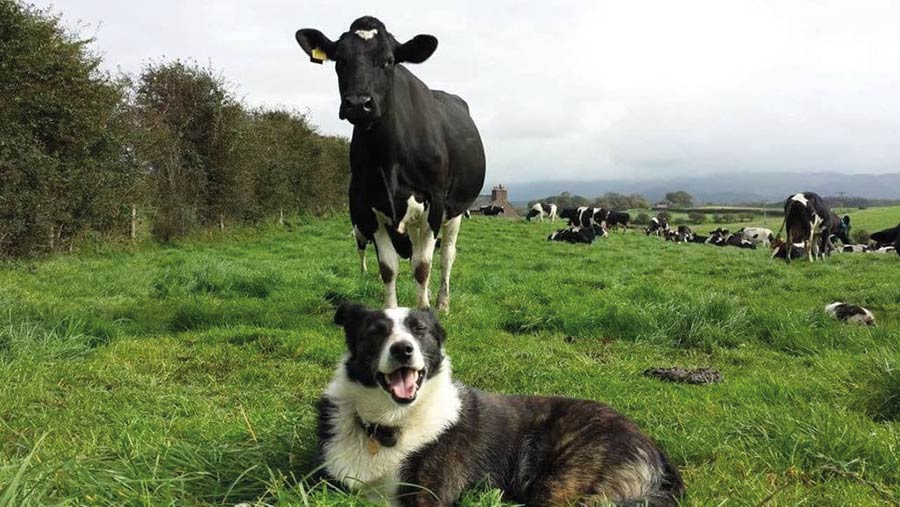 Rabbit the dog sitting in front of cow