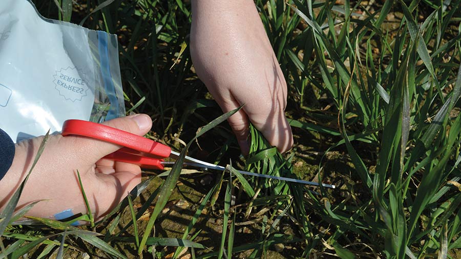 Taking a tissue testing sample 