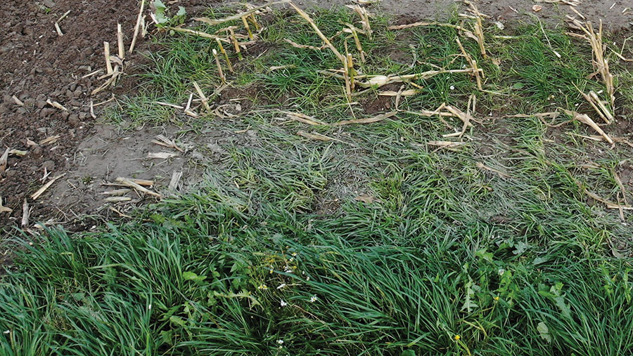 Undersown perennial ryegrass