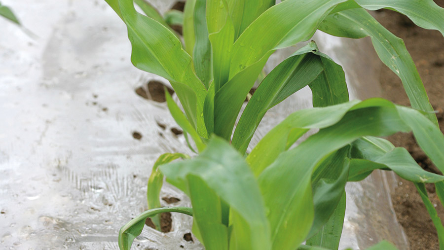 Young maize plants under biodegradable film