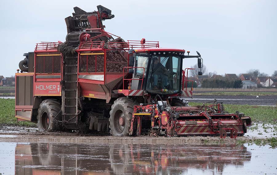 Beet harvesting in a flooded field