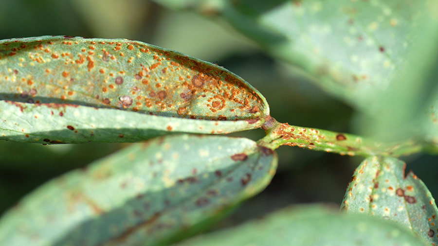 Close up of bean rust