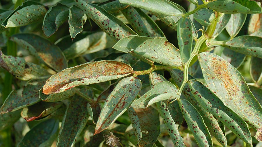 Bean plants infected with chocolate spot and rust © Mark Sanderson