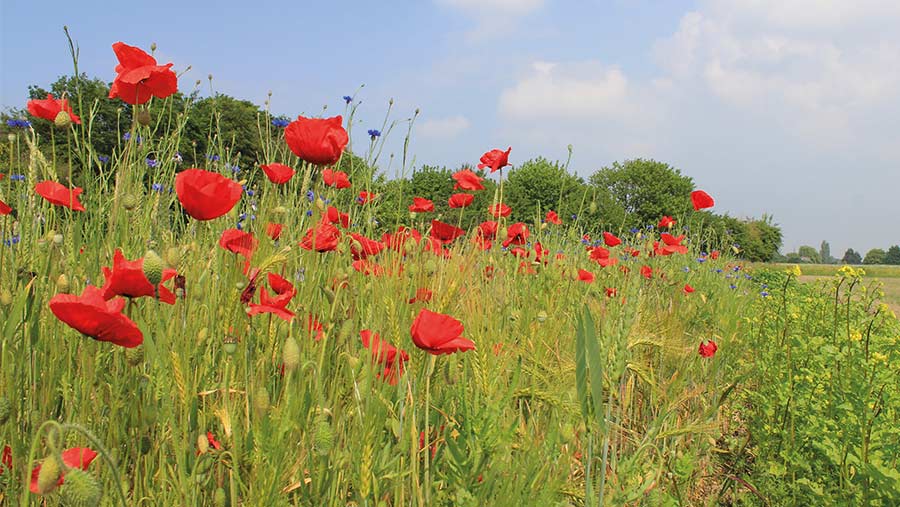 Poppy field