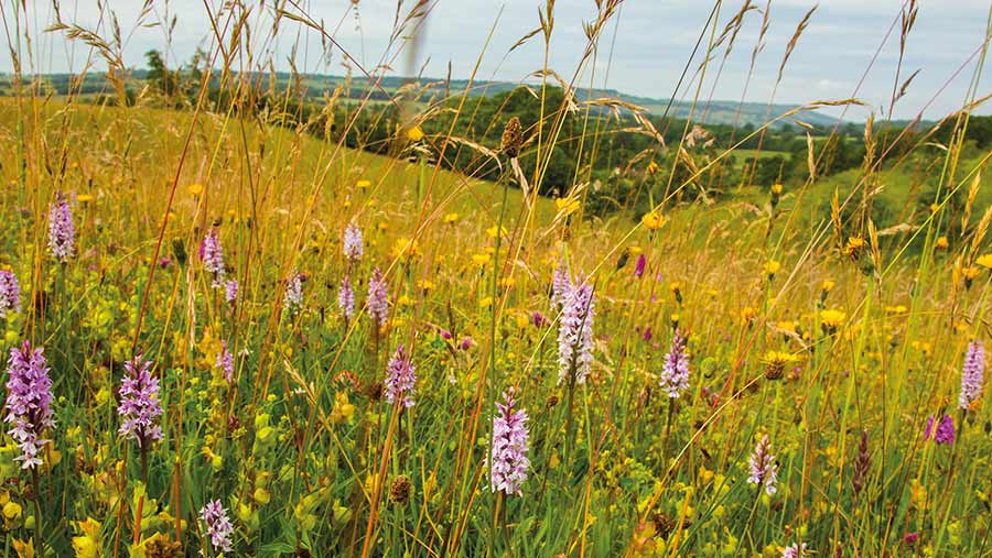 Wildflower meadow