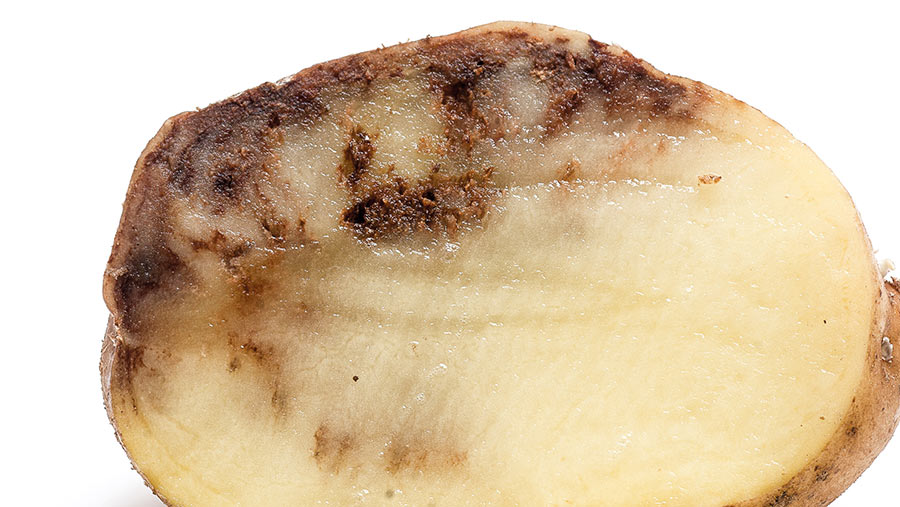 Potato showing infection