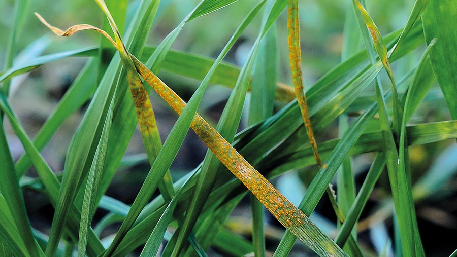 Yellow rust on wheat leaf