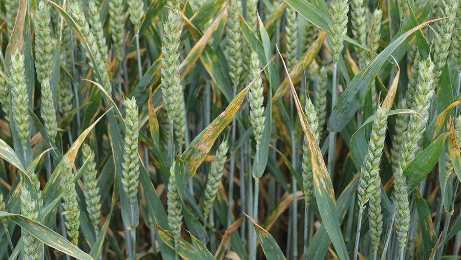 Septoria in wheat crop