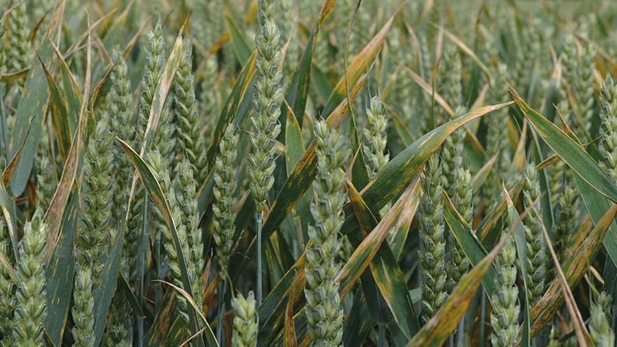 Irish wheat growers get use of novel fungicide ahead of UK - Vimarsana News