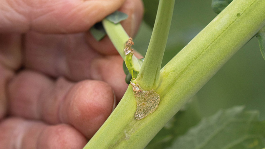 Flea beetle damage to oilseed rape stem
