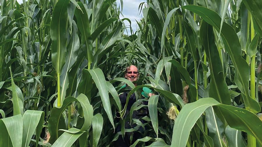 Graeme Cock peeking through maize plants