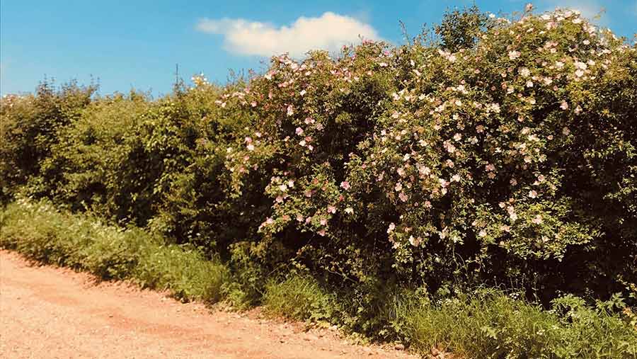 A new hedge in flower