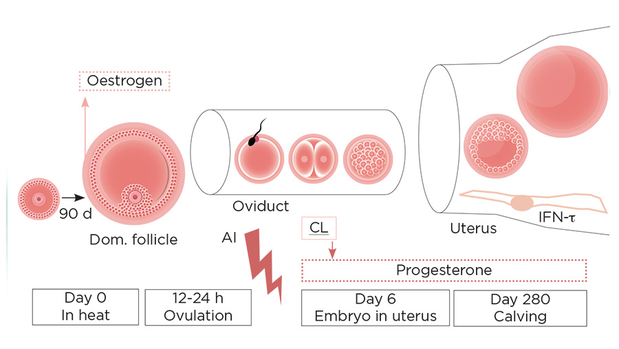 Diagram shows process of ovulation