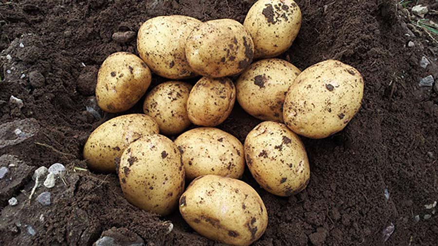 Rocky Farms potato crop