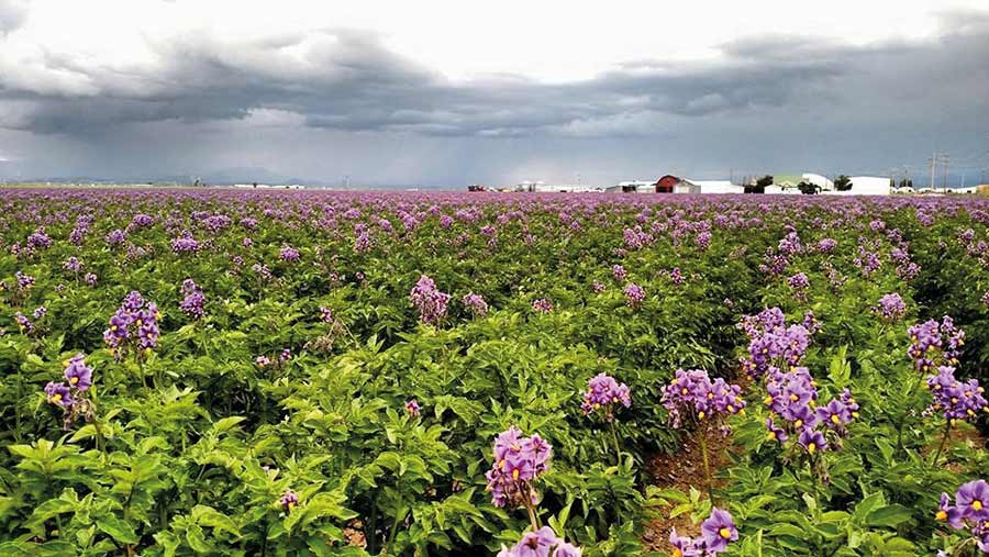 Clover crop at Rocky Farms