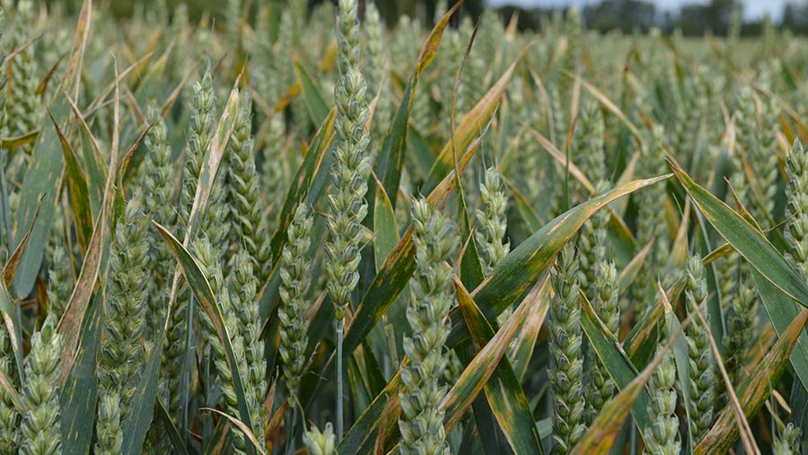 Wheat crop with septoria damage