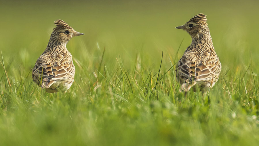 Badger culling has 'no significant effect' on bird numbers - Farmers Weekly