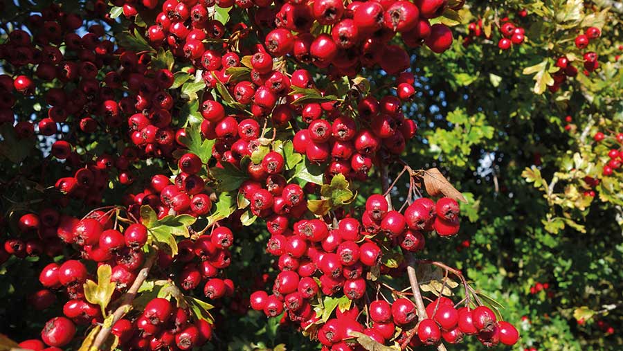 Thick crop of red berries on a hedge