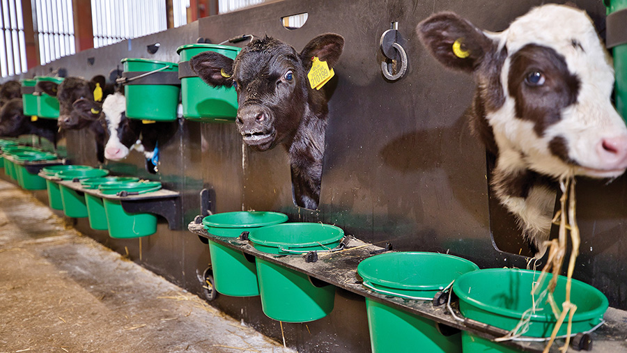 Individual calf hutches 