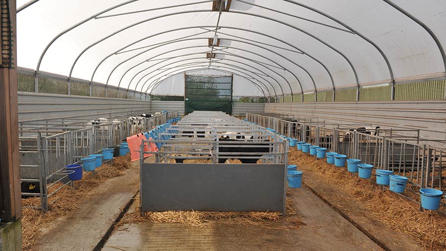 Calf pens in the polytunnel