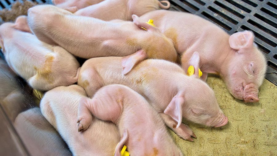 Young piglets asleep