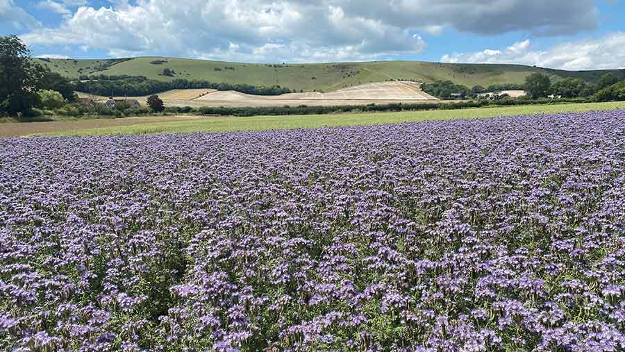 A field of phacelia