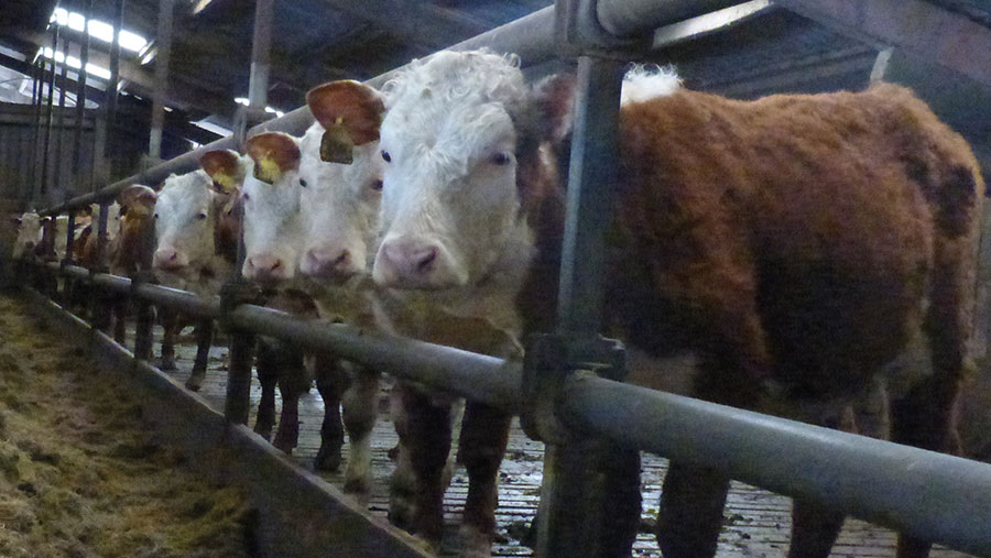 Hereford heifers in slatted shed