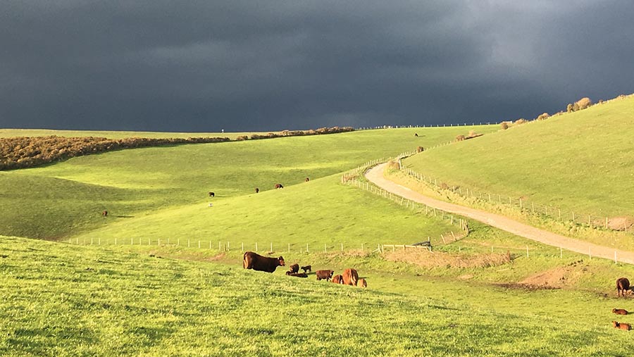 Cattle on downland with storm clouds in the sky