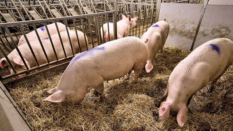 Adult pigs in a pen with straw