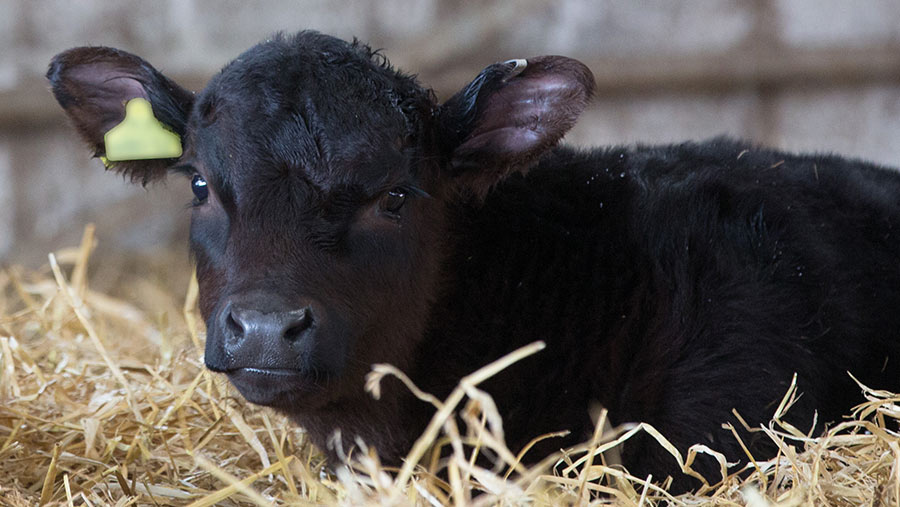 Aberdeen Angus calf