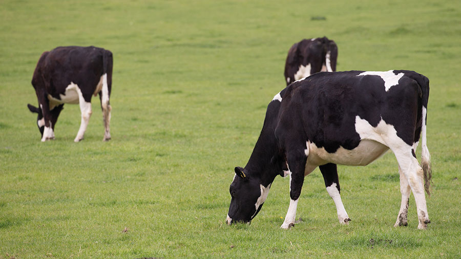 Dairy heifers grazing
