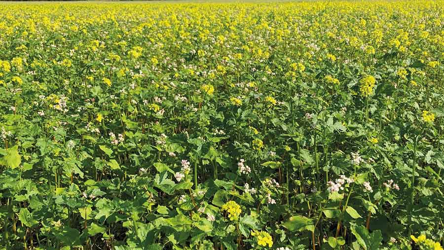 OSR with a companion crop of buckwheat and clover 