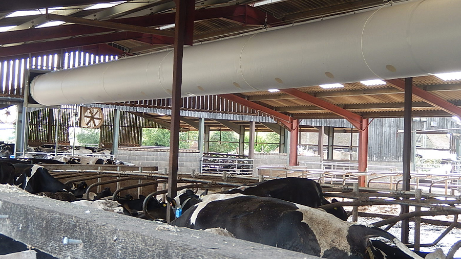 Cow shed with vent tube