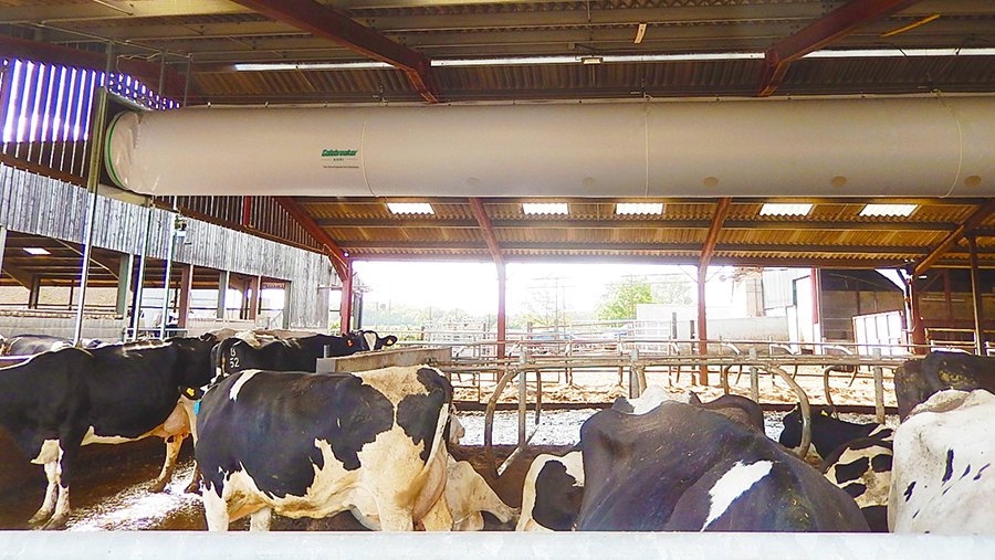 Cow shed with vent tube