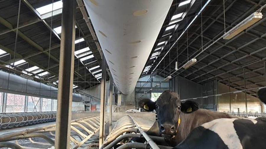 Cow shed with vent tube