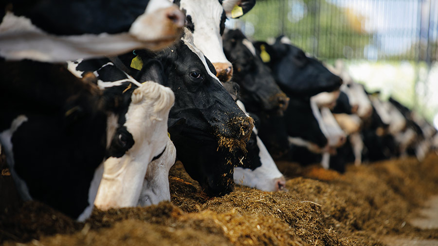 Dairy cows feeding on silage