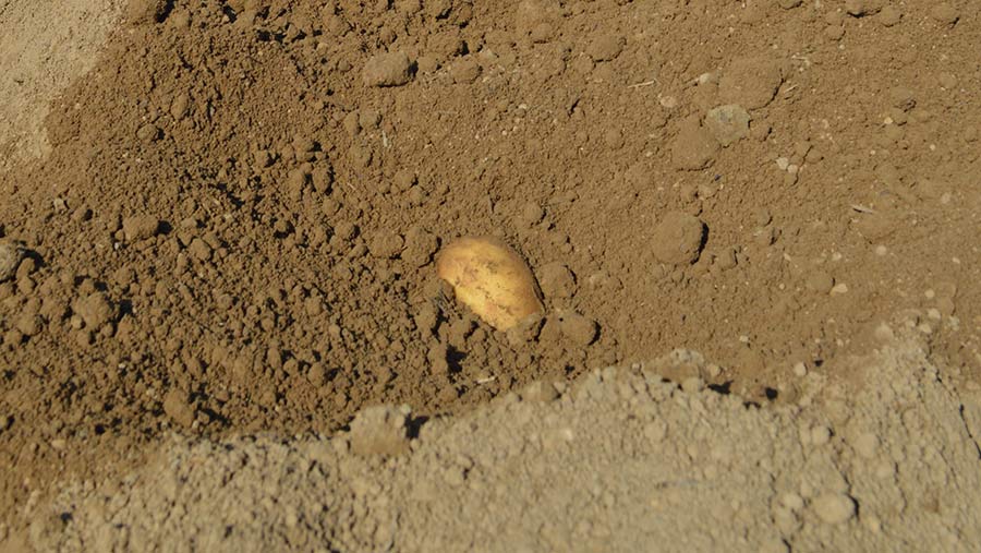 Seed potato tuber in the ground