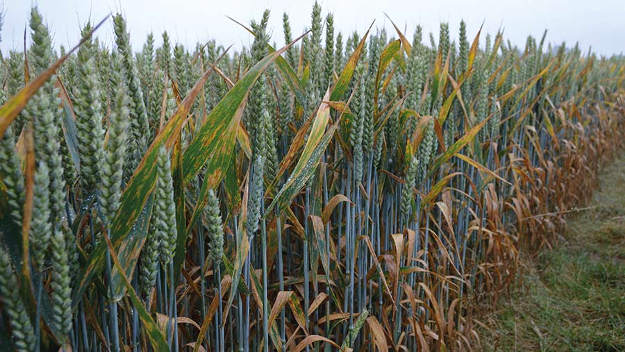 Septoria disease on wheat