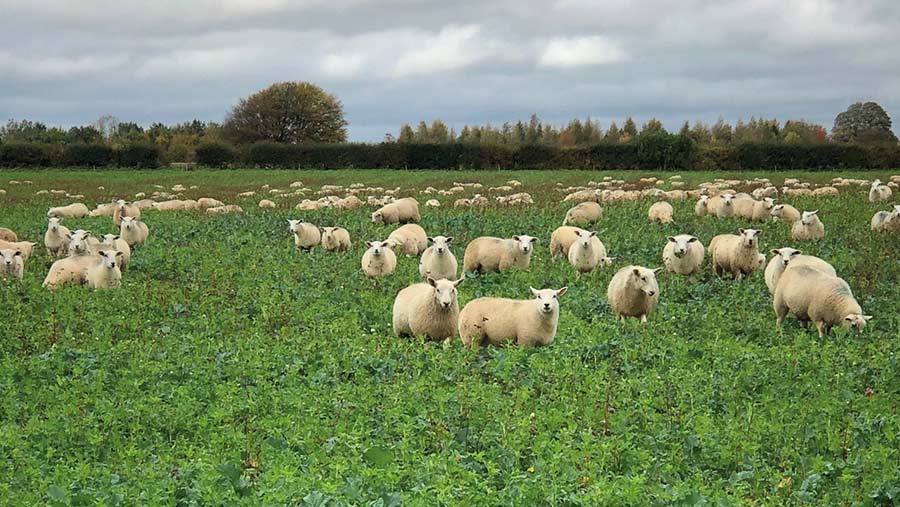 The sheep flock grazes OSR and companion crops © Ed Horton