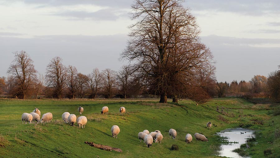 Sheep grazing by stream