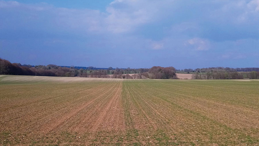 Wheat crop with bare patches