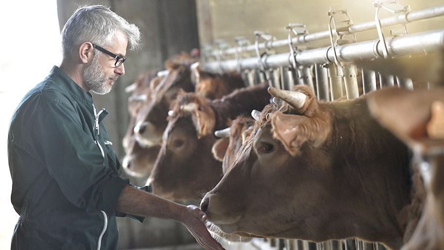 Farmer in barn with cows