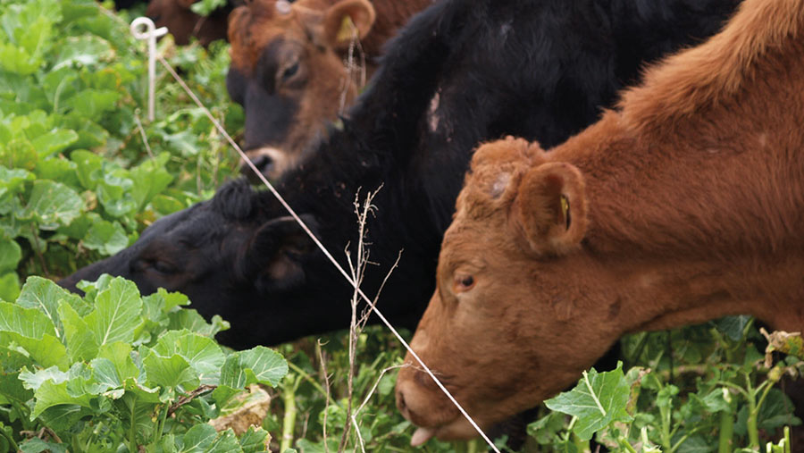 Outwintering cattle on kale or grass silage: Which is best? - Farmers Weekly