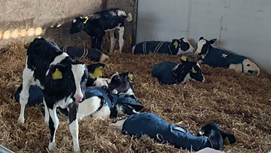 Heifer replacements drinking milk